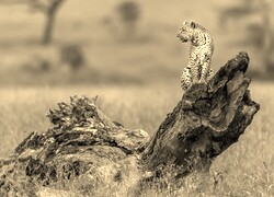 Szary + Sepia