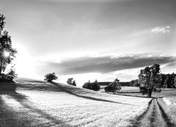 Szary + Sepia