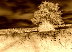 Sepia + Negatyw