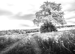 Szary + Sepia