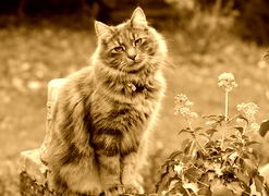 Sepia