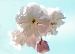 Oryginalny obrazek