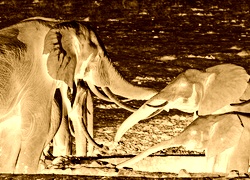 Sepia + Negatyw