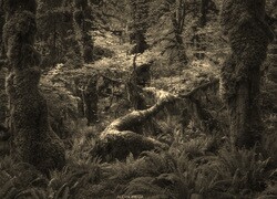 Szary + Sepia