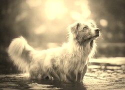 Szary + Sepia