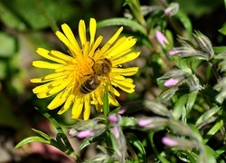 Oryginalny obrazek