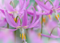 Oryginalny obrazek