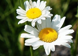 Oryginalny obrazek