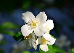 Oryginalny obrazek