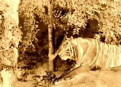 Sepia + Negatyw