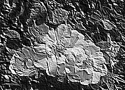 Skamielina