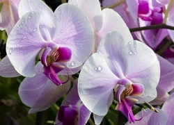 Oryginalny obrazek
