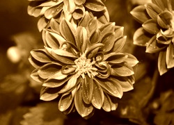 Sepia