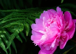 Oryginalny obrazek