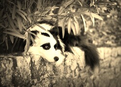 Szary + Sepia