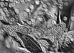 Skamielina