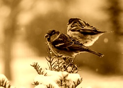 Sepia
