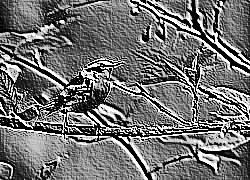 Skamielina