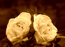 Sepia
