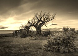 Szary + Sepia