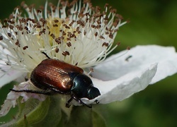 Oryginalny obrazek