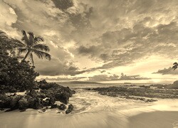 Szary + Sepia