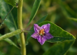 Oryginalny obrazek