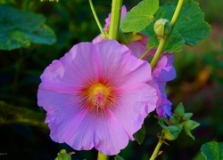 Oryginalny obrazek