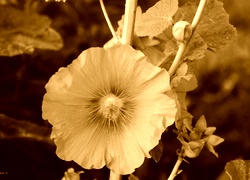 Sepia