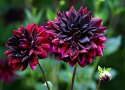 Oryginalny obrazek