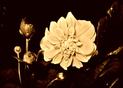 Sepia