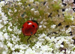 Oryginalny obrazek
