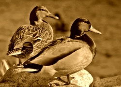 Sepia