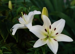 Oryginalny obrazek