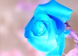 Negatyw