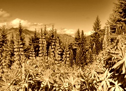 Sepia