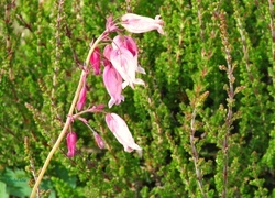 Oryginalny obrazek