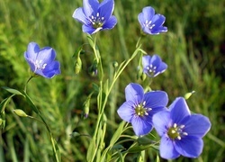 Oryginalny obrazek