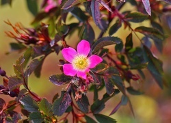Oryginalny obrazek