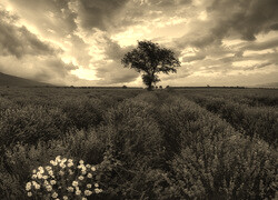 Szary + Sepia