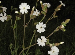 Oryginalny obrazek