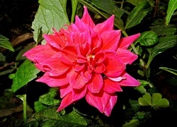 Oryginalny obrazek
