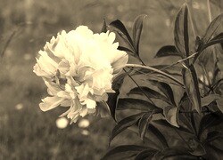 Szary + Sepia