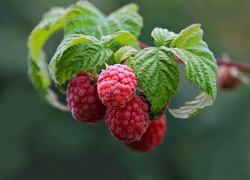 Oryginalny obrazek