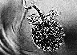 Skamielina