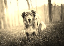 Szary + Sepia