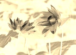 Sepia + Negatyw