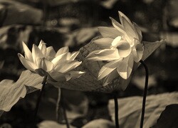 Szary + Sepia