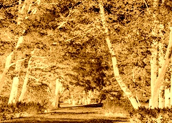 Sepia + Negatyw