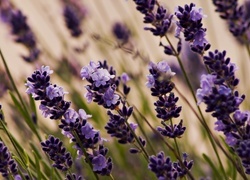 Oryginalny obrazek